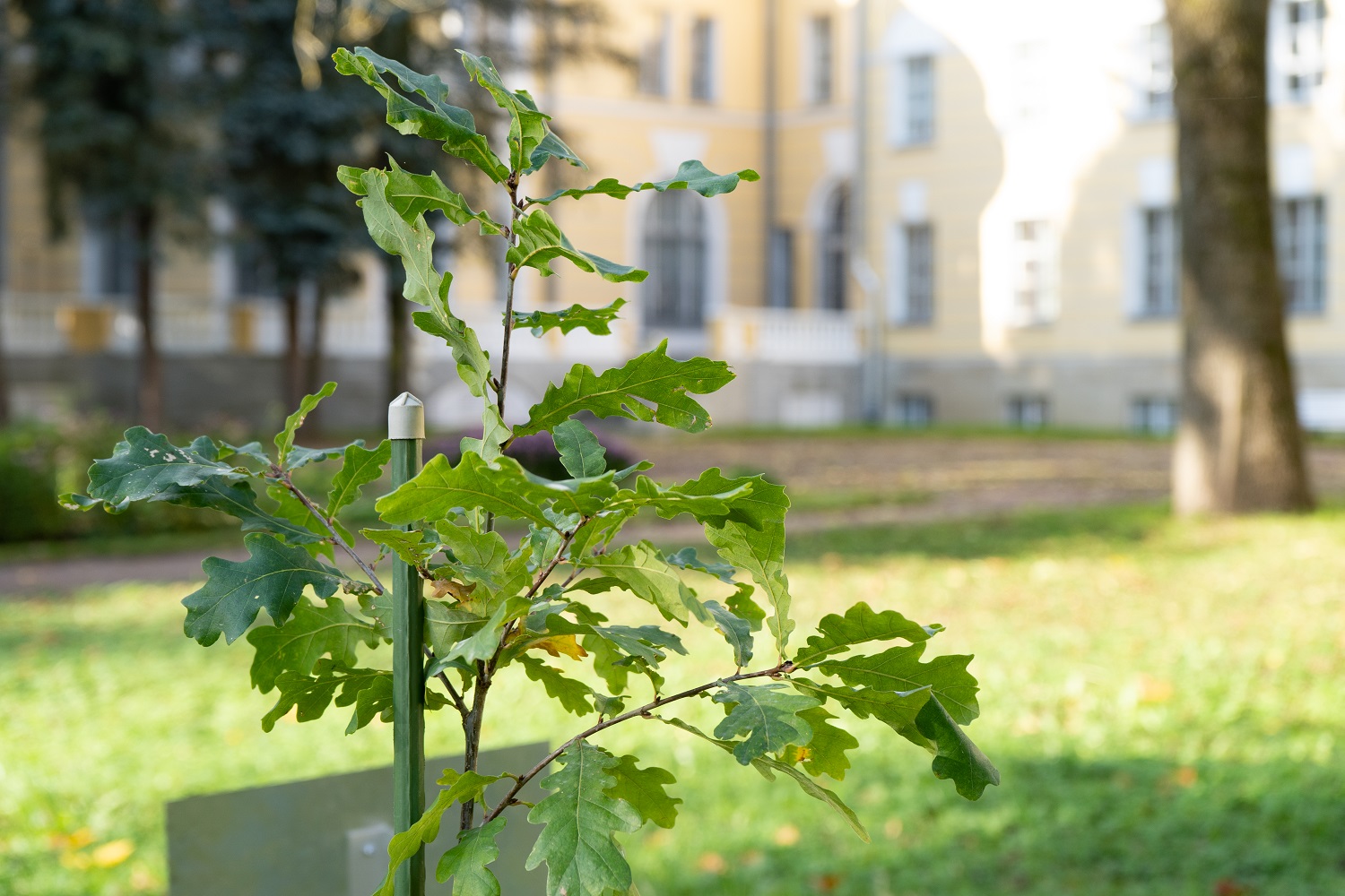 6.	Дуб от дерева-памятника живой природы из Летнего сада Петра I в усадьбе Кочубеев